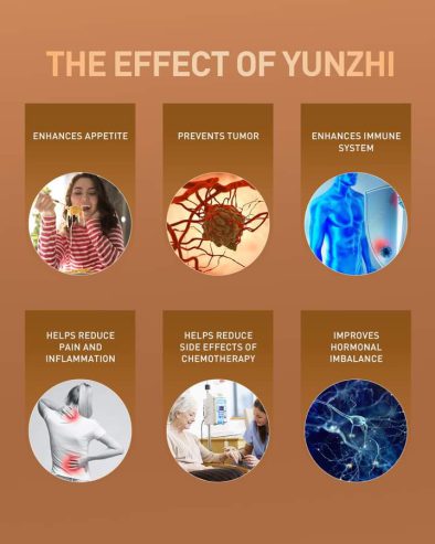 Refined Yunzhi Essence Capsules